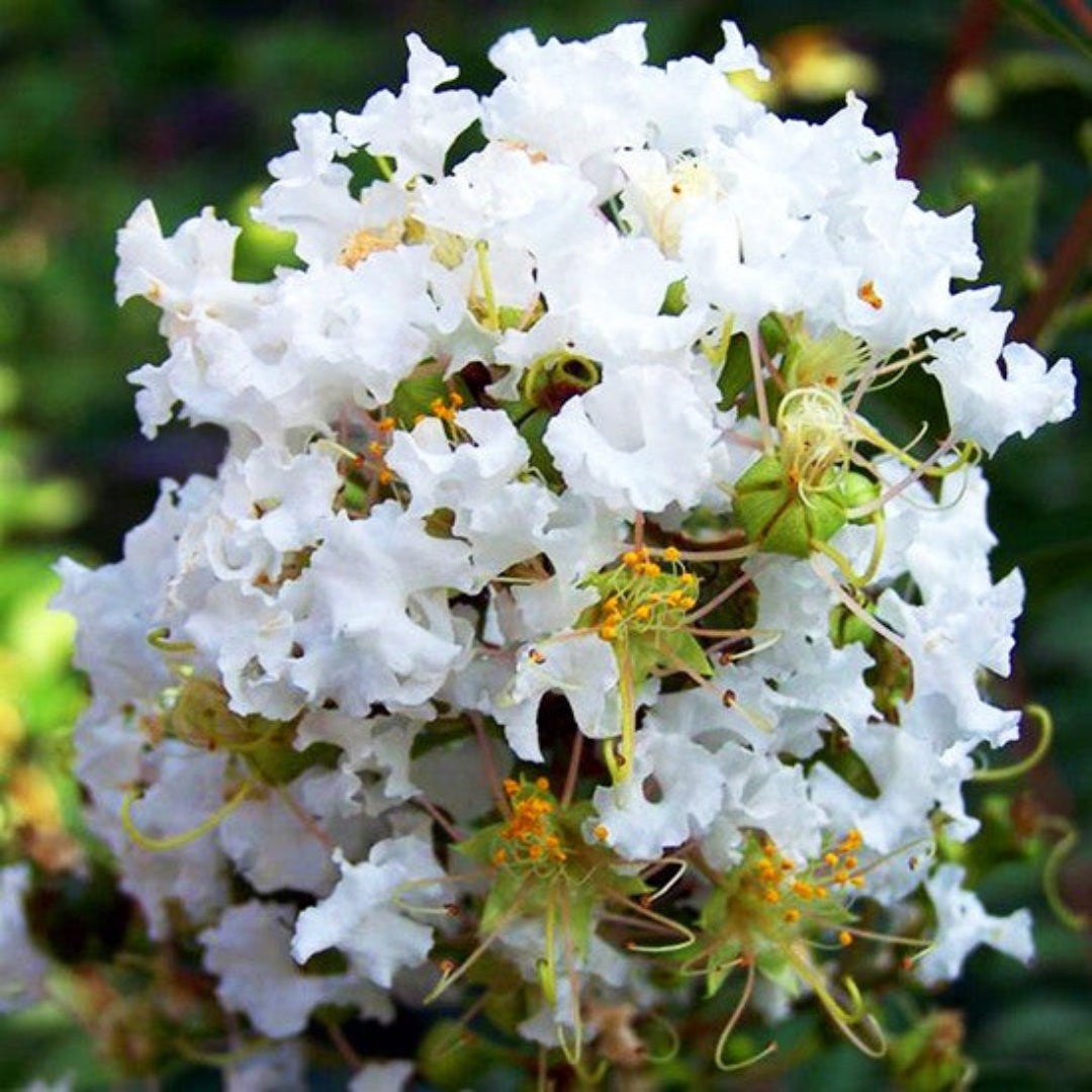 Diamond Dazzle Crape