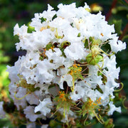 Diamond Dazzle Crape