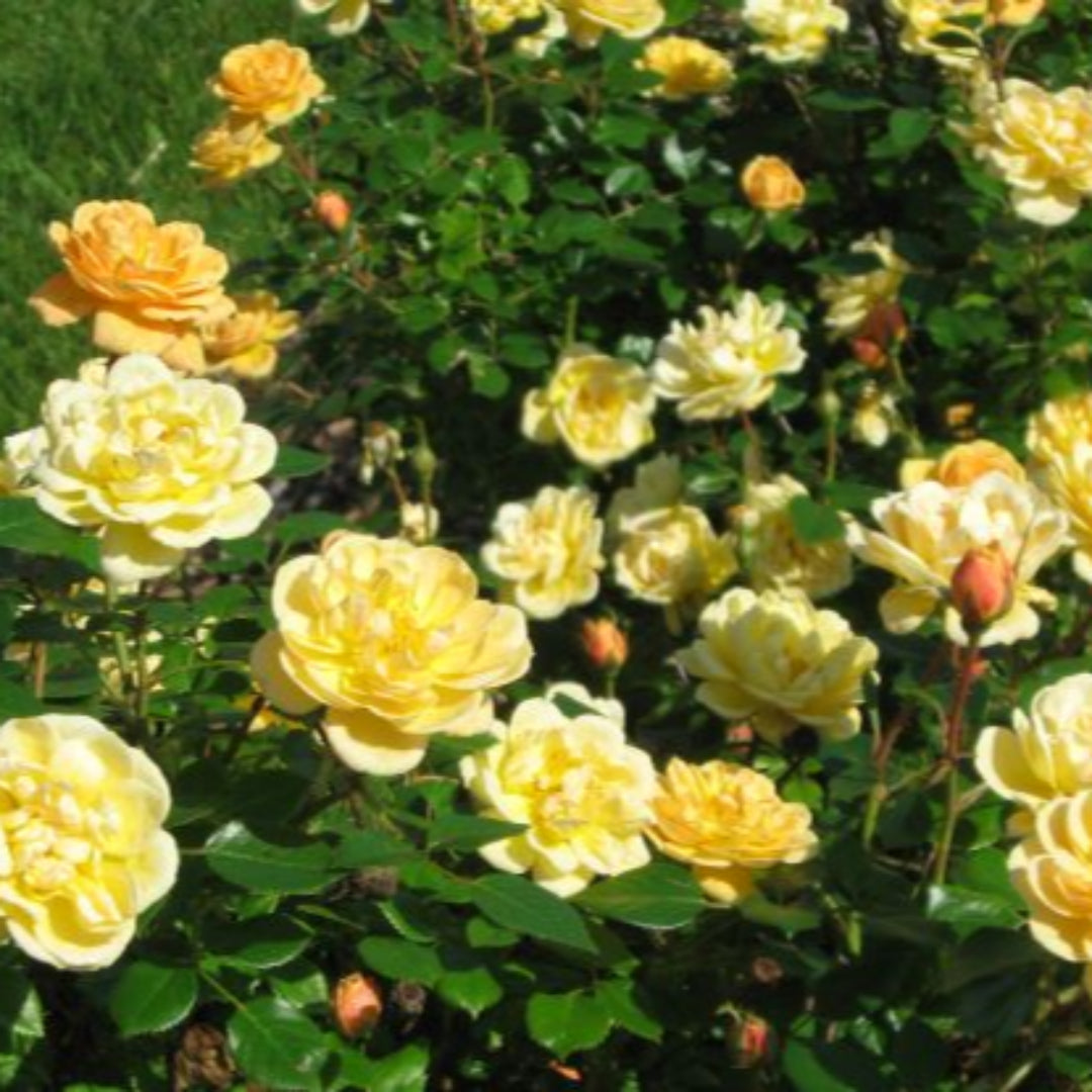 Sunrosa Yellow Shrub Rose