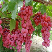 Reliance Red Seedless Grape plant in nursery pot ready for planting