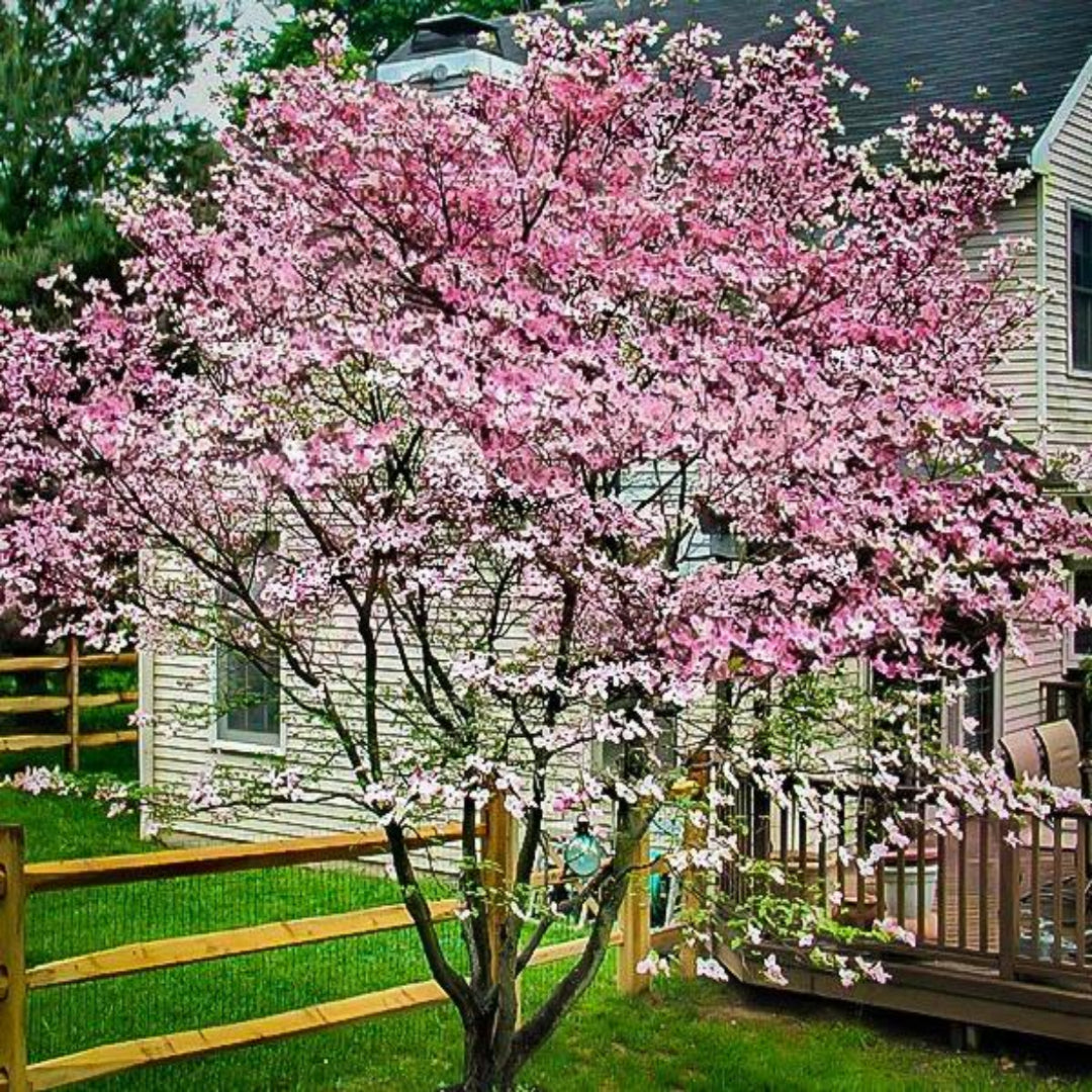 Hybrid Pink Dogwood