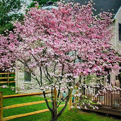 Hybrid Pink Dogwood