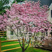 Petals and foliage of blooming Pink Beauty Hybrid Dogwood