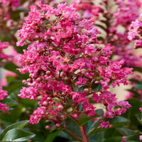 Healthy Berry Dazzle crape myrtle shrub in nursery pot