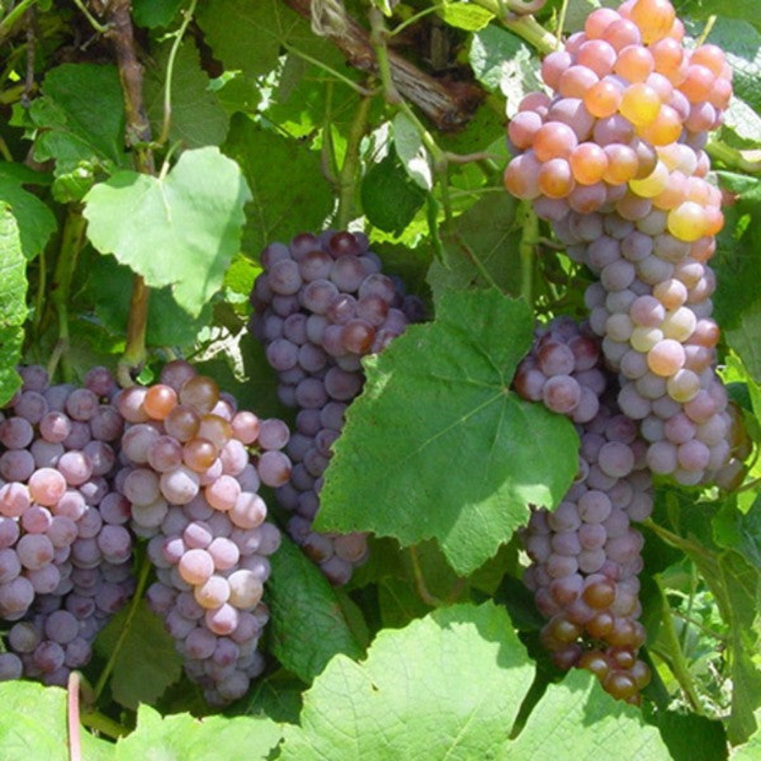 Canadice Red Seedless Grape