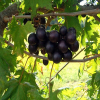 Noble muscadine grape vine gallon size plant