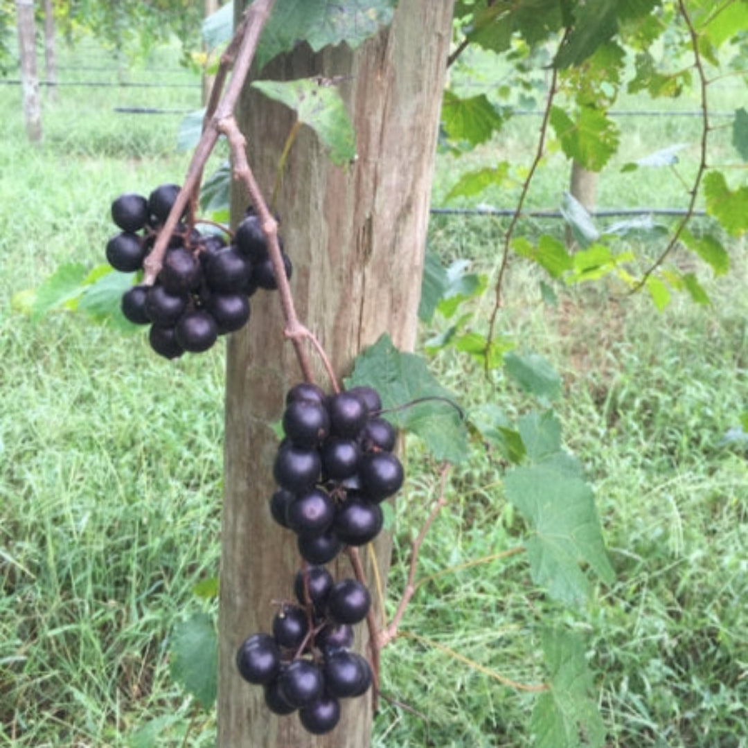 Doreen Muscadine Grape