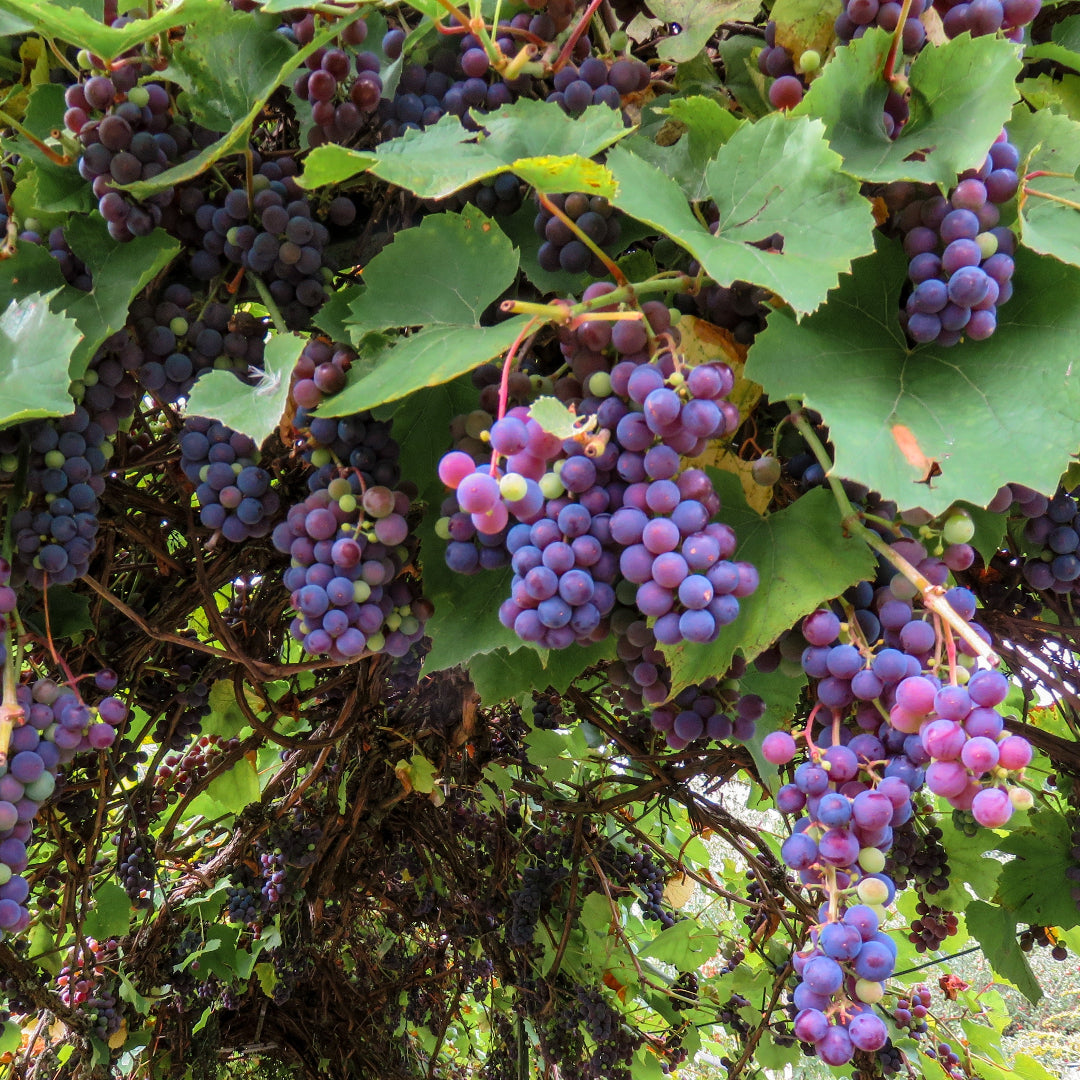 Sunbelt Grape Vine Shrub