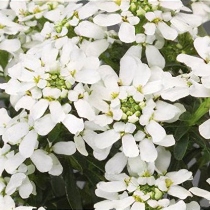 Iberis sempervirens &