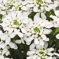 White Iberis Candytuft garden perennial flowersWhite Iberis Candytuft garden perennial flowers
