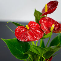 Red Anthurium indoor plant with tropical flowering foliage