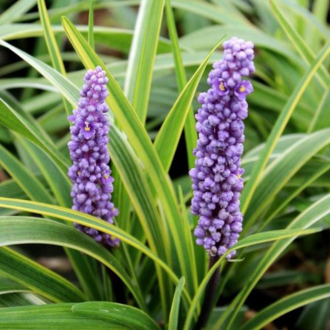 Liriope Muscari John Burch Lily - [CG]