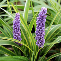 Fresh nursery-grown Lily Turf plant photo