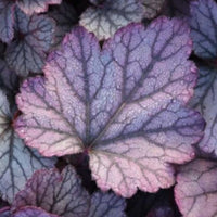 Heuchera 'Sugar Plum' Coral Bells