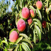 O'Henry Peach Tree