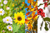 Other Plants
