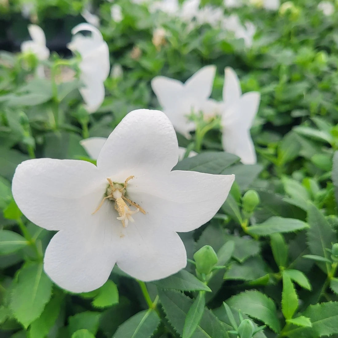 Platycodon grandiflorus &