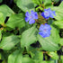 Ceratostigma plumbaginoides Hardy Plumbago plant