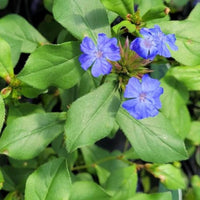 Ceratostigma plumbaginoides Hardy Plumbago plant
