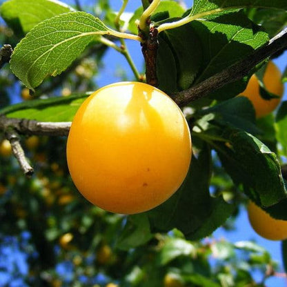 Byrongold Plum Tree