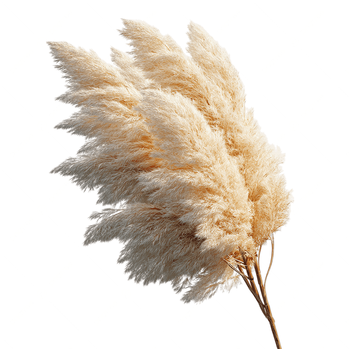White Pampas Grass Ornamental Plant for Outdoor Landscaping