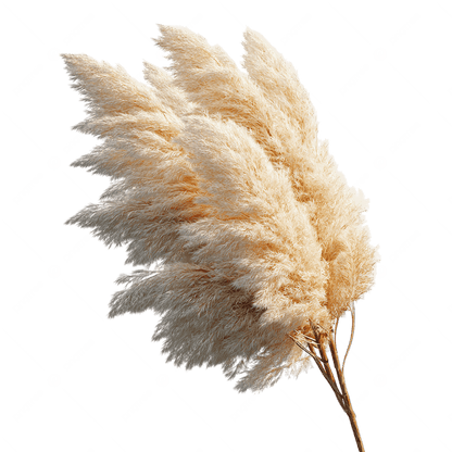 White Pampas Grass