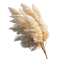 White Pampas Grass Ornamental Plant