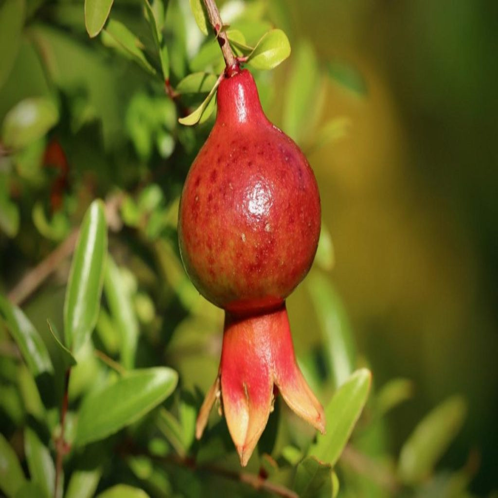 Dwarf Pomegranate