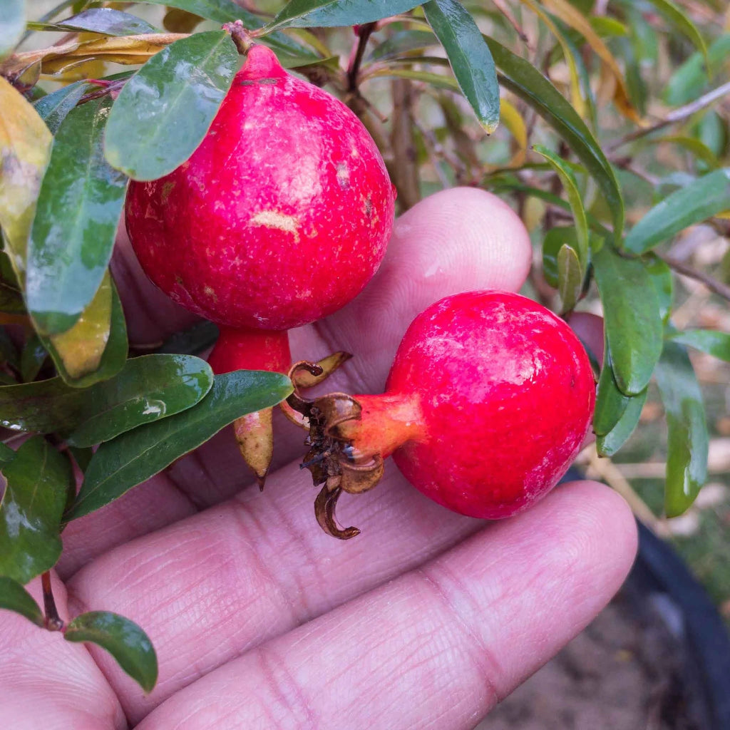 Dwarf Pomegranate