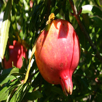 Close-up of ripe pomegranate fruit showing deep red skin and seeds