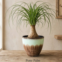 Ponytail Palm Tree - Live Indoor Plant in Plastic Pot