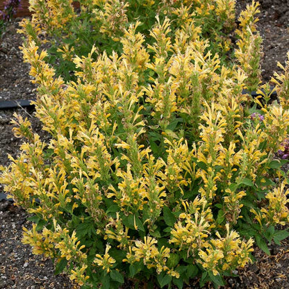 Agastache Poquito Series &