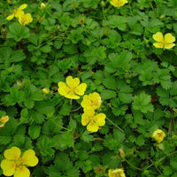 Potentilla Neumanniana 'Nana'