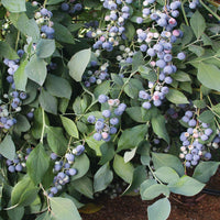 Backyard plant image of Powderblue Rabbiteye Blueberry bush