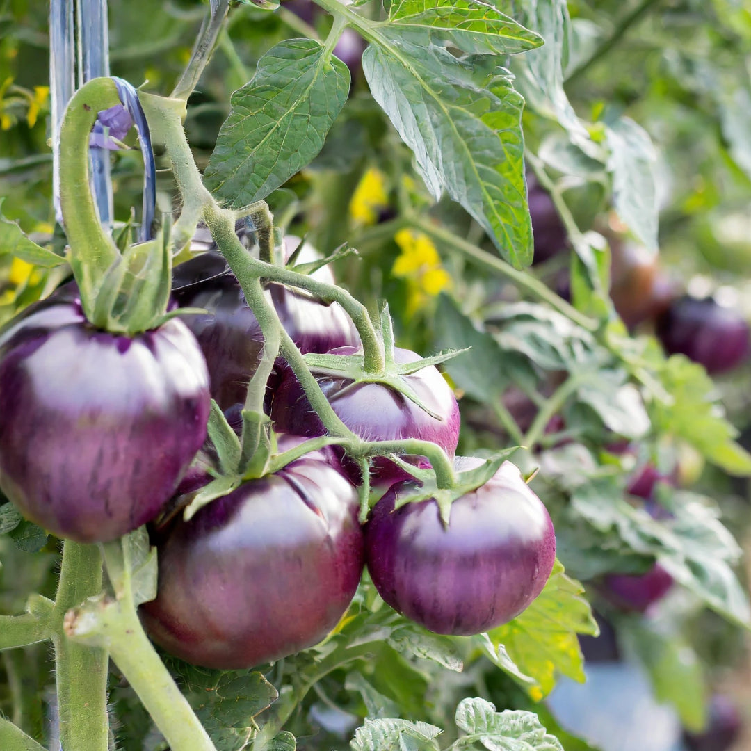 Tomato Plant &