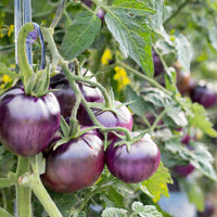 Buy Tomato Plant 'Cherokee Purple' Plants & Trees Online