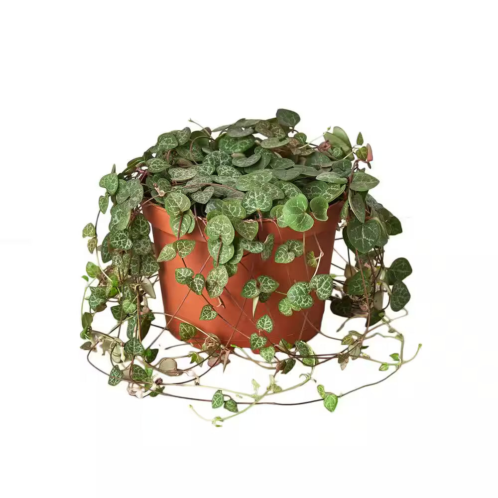 String of Hearts Indoor Plant