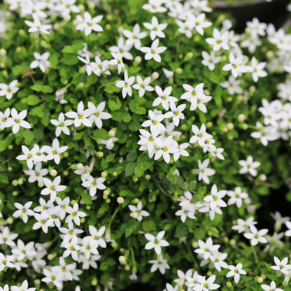 Pratia Angulata White Star Creeper 10 Count Flat of 4.5" Pots