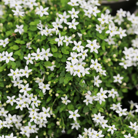 Pratia Angulata White Star Creeper 10 Count Flat of 4.5" Pots