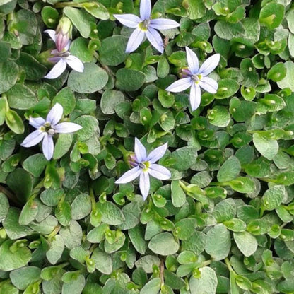 Pratia pedunculata &