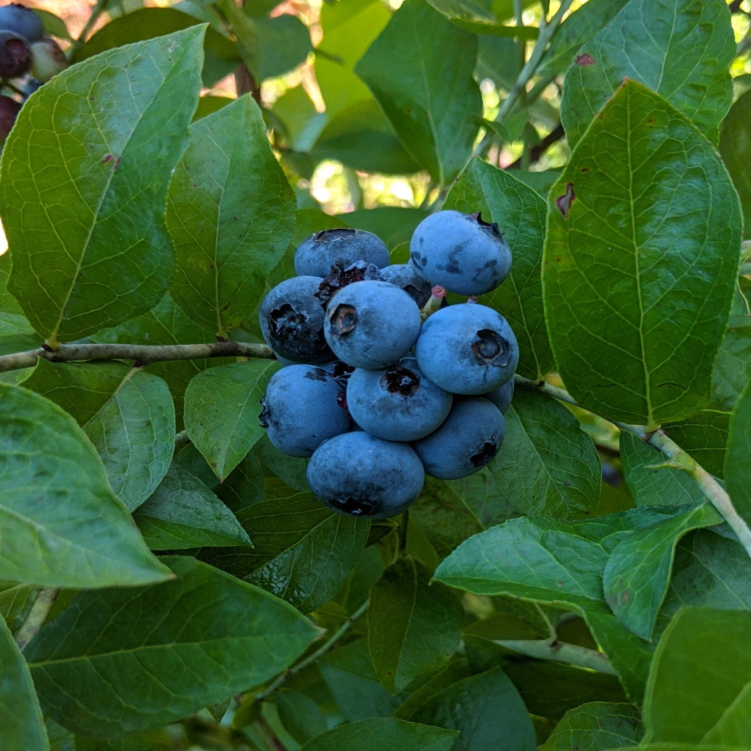 Premier Blueberry Bush