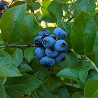 Blueberry harvest season for Premier Blueberry Bush