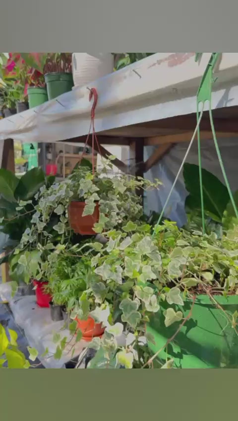 Variegated Ivy Hanging Basket