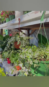 Variegated Ivy Hanging Basket