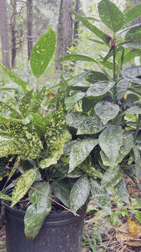 Gold Dust Aucuba Shrub