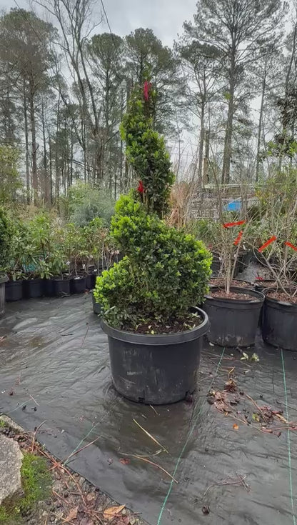 Topiary Semp Spiral