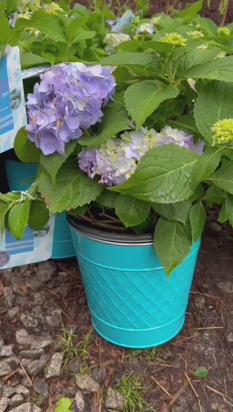 Mini Penny Hydrangea with beautiful pot
