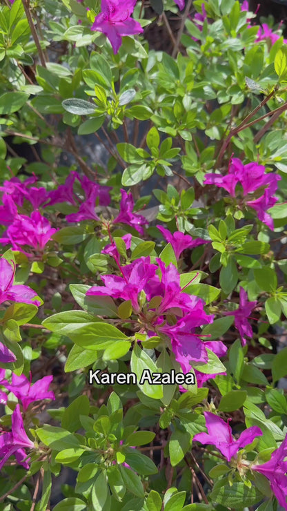 Karen Azalea