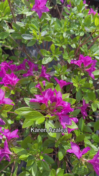 Karen Azalea