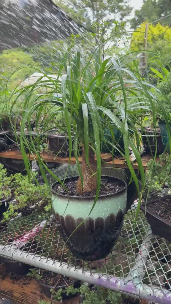 Ponytail Palm Tree - Live Indoor Plant in Plastic Pot